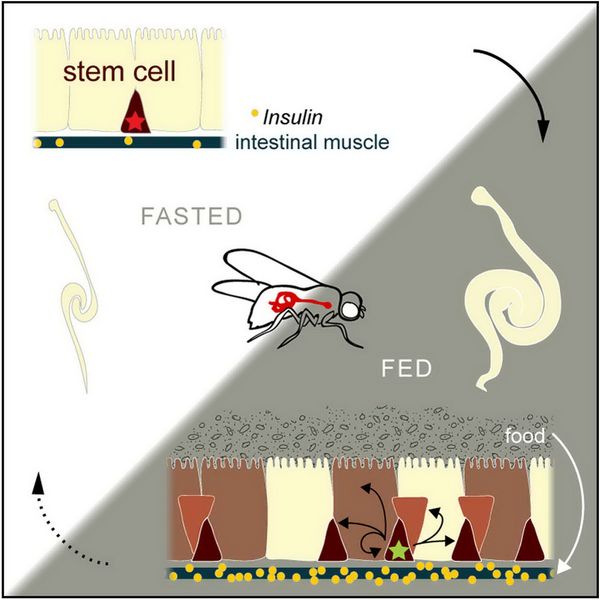 Изменение активности стволовых клеток кишечника дрозофилы в зависимости от количества поступающей пищи (рисунок авторов исследования).