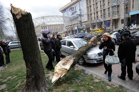 Упавшее дерево в Киеве. Фото: LB.ua