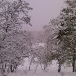 Деревья на склоне парка согнулись под тяжестью снега. © TopWorldNews.ru