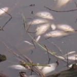 В реке в Адыгее погибла вся рыба Фото: Виктор МАЛАШКИН