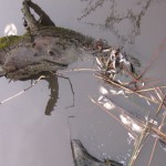 В реке Камла подохла вся рыба Фото: Виктор МАЛАШКИН