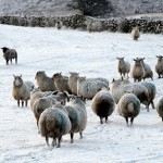 Стадо овец в Северной Ирландии на белых пастбищах