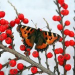 Резкие контрасты - бабочка и ягоды на снегу