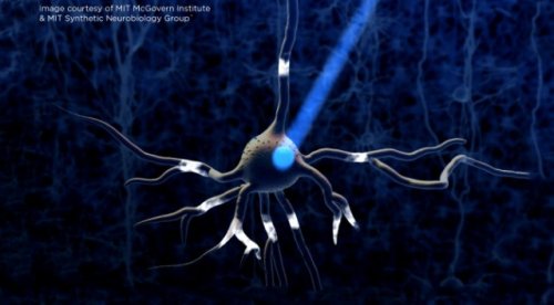 Управление нейронами с помощью света. Иллюстрация: MIT