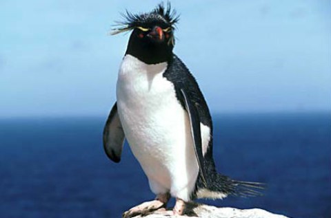 Королевский пингвин. Фото: penguin-pictures.net