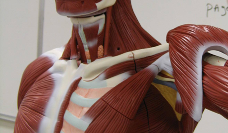 Модель человеческих мускулов. Фото: SXC