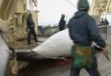 Японцы потрошат убитого кита. Кадр NTDTV