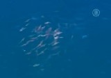 Большое скопление акул у берегов Австралии. Кадр NTDTV