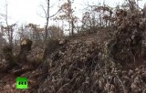 Незаконная вырубка леса в Греции. Кадр RT
