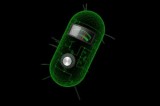 Бактерия-биокомпьютер