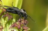 Муха-бибионида. Фото: Theo Zeegers / Diptera.info