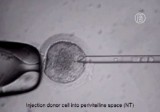 Клонирование стволовых клеток. Кадр NTDTV