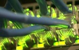 Сетевые кабели Ethernet. Фото: hitech.vesti.ru