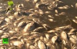 Массовая гибель рыбы в Бразилии. Кадр RT