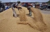 Индусы выгружают зерно. Фото: agrotimes.net