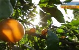 Мандариновые деревья в Абхазии. Кадр РИА Новости