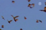 Летучие мыши в Чартерс-Тауэрс, Австралия. Кадр NTDTV