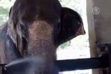 Душ для слона в зоопарке Рио-де-Жанейро. Кадр NTDTV