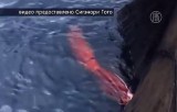 Японские рыбаки выловили гигантского кальмара. Кадр NTDTV
