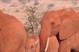 Африканские слоны. Кадр NTDTV