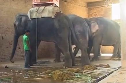 Слоны в Индии страдают от нехватки воды (новости)