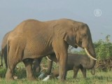Контрабанду слоновьих бивней пресекли в Момбасе (новости)