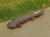 Японский школьник нашел гигантскую саламандру (новости)