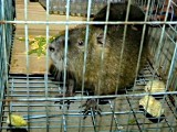 В Китае поймали бамбуковую крысу весом 5 кг (новости)