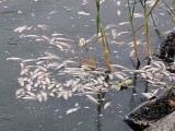 В Мексике произошла массовая гибель рыбы (новости)