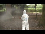 В Японии из-за лихорадки денге закрывают парки (новости)