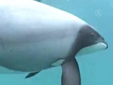 В Новой Зеландии вымирают дельфины (новости)