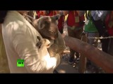 Супруги лидеров стран G20 сфотографировались с коалами