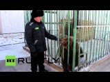 Заключенные иркутской колонии заботятся о медведях