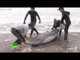 Около 150 дельфинов выбросились на берег на востоке Японии
